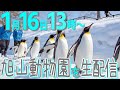 1月16日13時から！旭山動物園を生配信！