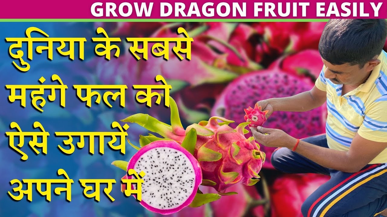 दुनिया के सबसे महंगे फल को ऐसे उगायें अपने घर में || Grow Dragon Fruit Easily At Home💗✨