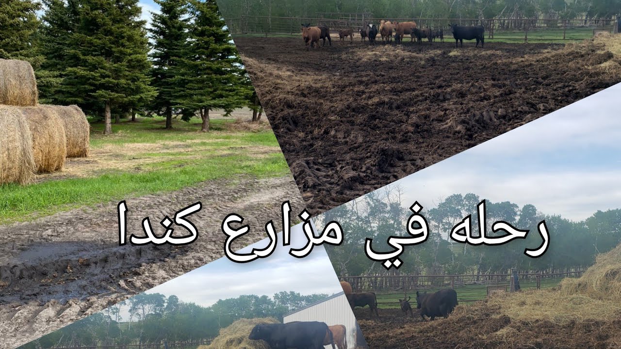 رحله في مزارع كندا