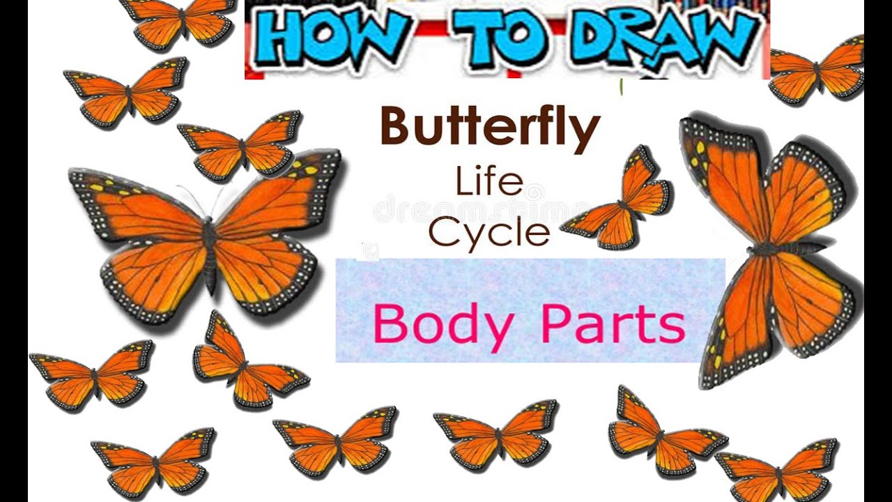 how to draw a butterfly/body parts/parts of butterfly/butterfly life