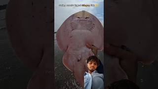 saved biggest stingray fish life from sea shore video.