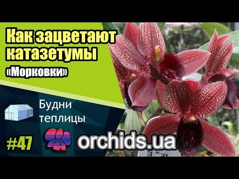 Как зацветают катазетумы