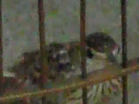 Sơn ca  vừa ra HN.wmv - YouTube