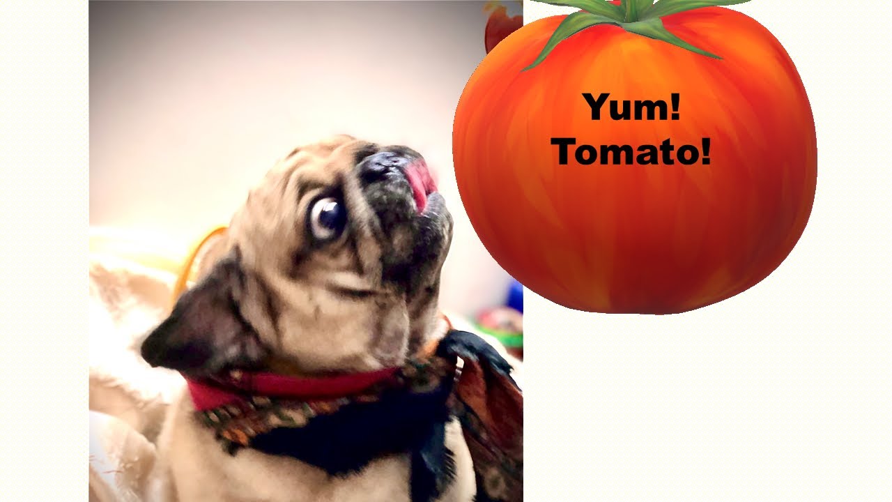 Cute Pug Steals Tomato Cutest and Funniest Dog YouTube