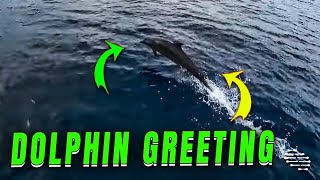 Morning Greeting from a Welcoming Pod of Dolphins