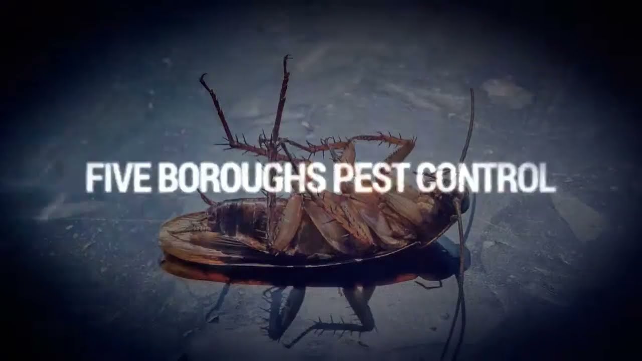 Pest Control Bronx NY