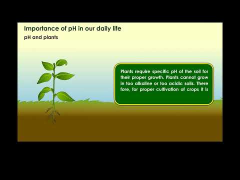 pH in Everyday life - Acids Bases and Salts class 10 chemistry || 2D Content