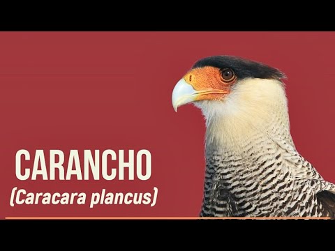 Crested Caracara (Caracara plancus) - Birds # 027