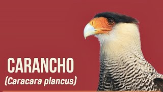 Crested Caracara (Caracara plancus) - Birds # 027