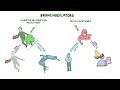 Bronchodilators: Leukotriene antagonists and methylxanthines