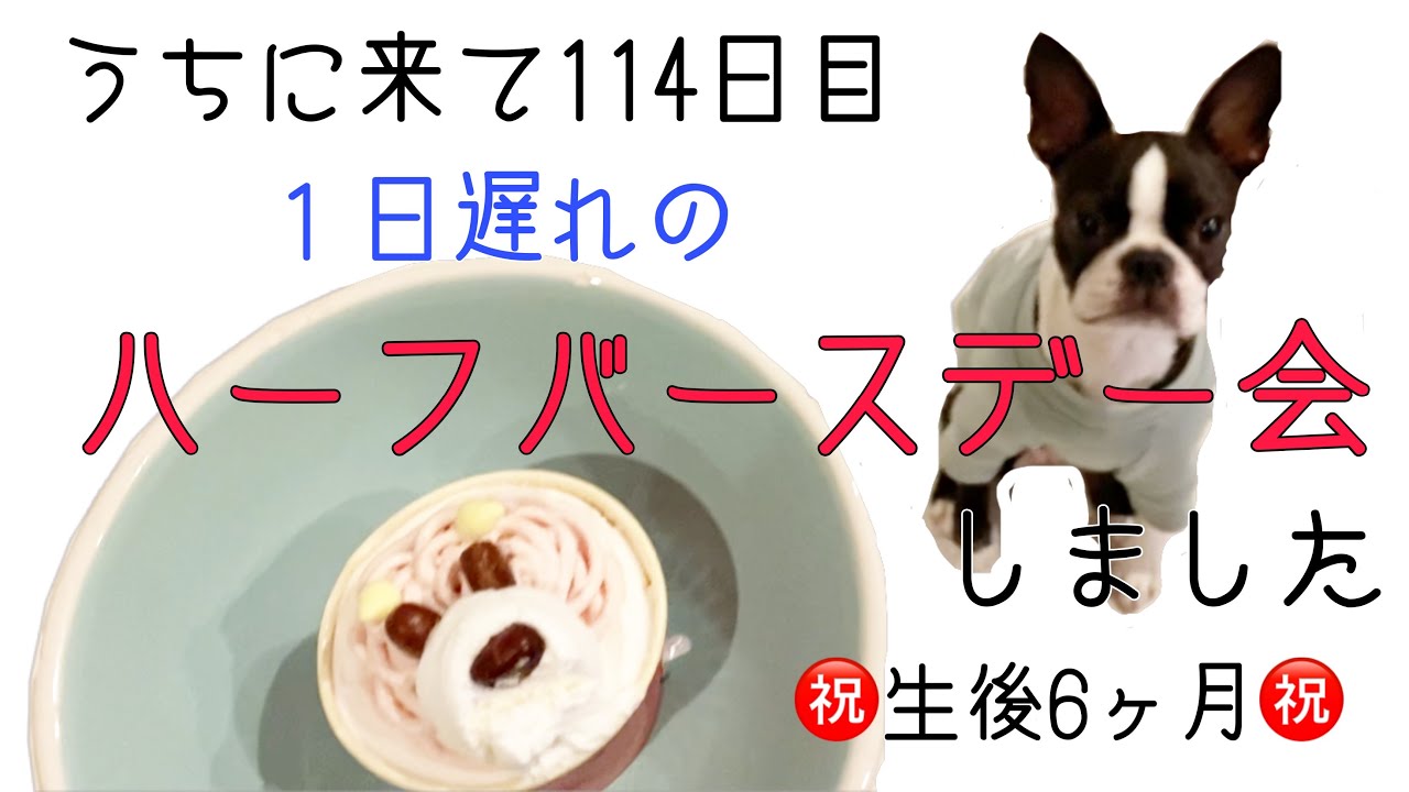 ハーフバースデー ボストンテリアのレアが生後６ヶ月を迎えました Bostonterrier Youtube
