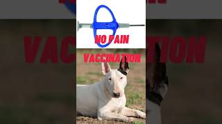 No Pain Vaccination ✅ #bullterrier #bullterriers #englishbullterrier #vaccination #dog #veterinar