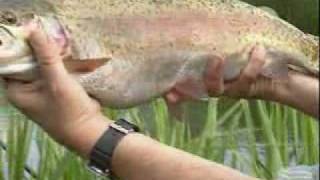 John Wilson, Trout Catch