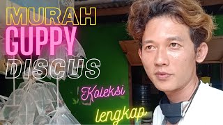 Update Harga Guppy dan Discus terbaru Pasar Ikan Hias Parung