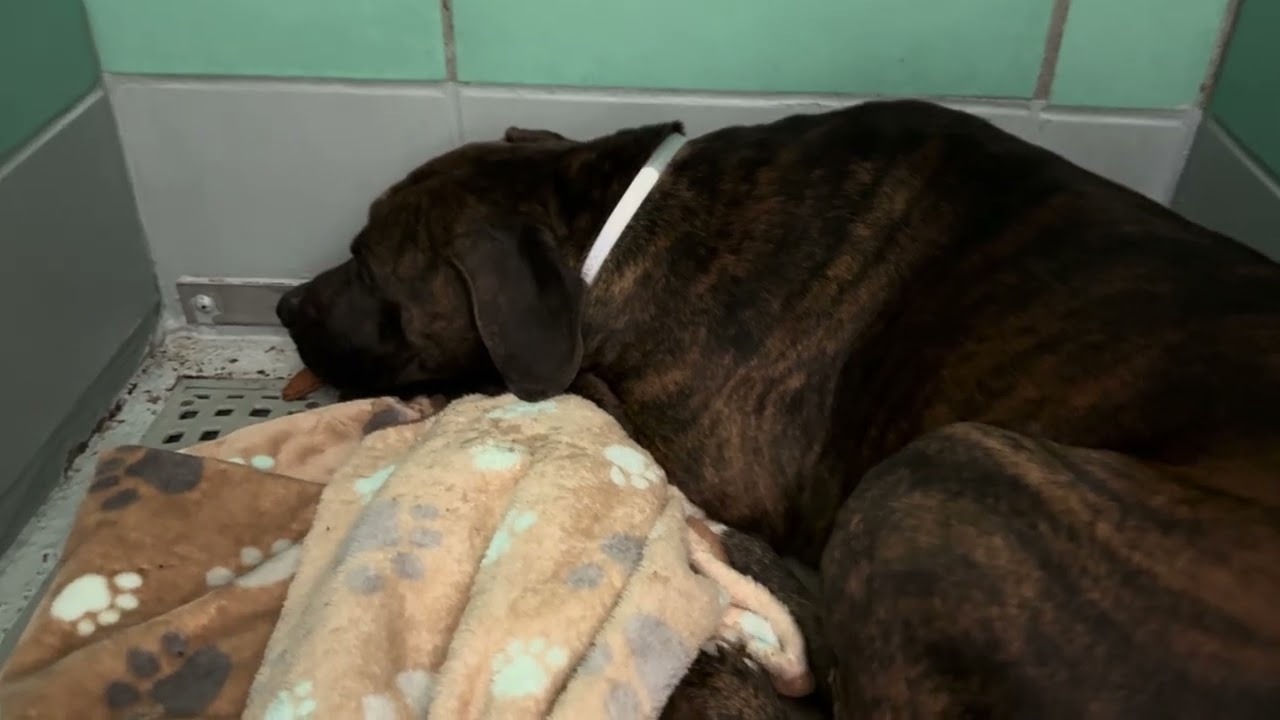 A1985068 Б. Медведь (биография)