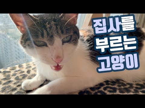 아침부터 집사를 엄청 찾는 <strong>고양이</strong> <strong>마크</strong>~!