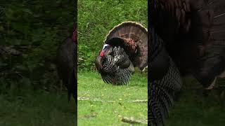 Turkey comes in perfectly!   #turkeyhunting #turkey #jaseoutdoors