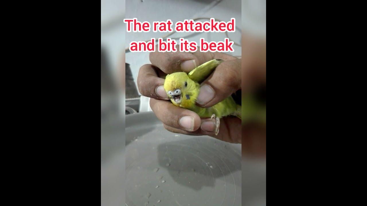 The mouse (rat) attacked and bit its beak rat vs Budgies YouTube