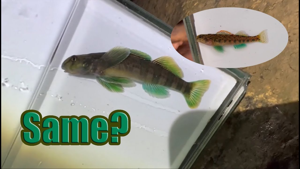 Darting Through Kentucky: Day 2, Part 2