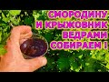 КРЫЖОВНИК СО СЛИВУ СМОРОДИНА С ВИШНЮ как вырастить? Пять советов как вырастить крупные ягоды!