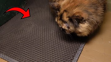 Stop Your Cats from Tracking Litter All Over With THIS Litter Mat