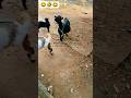 Ada bekee #animals #petshub #petshorts #pets #petlovers