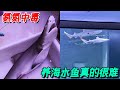 【鲨鱼合集II】鱼缸突然氨氮超标,鲨鱼大概率救不回来了......【der逼呵呵的王小怪】