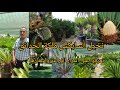 تعرفوا على نخيل السايكس Cycas Revoluta اسرار الزراعة والاسعار بالعراق 