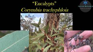 Eucalypt ID: Corymbia trachyphloia (White Bloodwood, Brown Bloodwood).