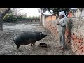 desi suar palan kaise karein? | Neetya Pig