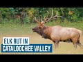 Elk Rut in Cataloochee Valley, Great Smoky Mountains National Park