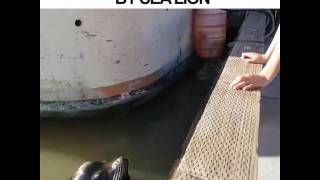 Girl attacked by sea lion