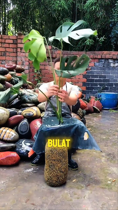 Dari Batu Keras Jadi Rumah untuk Tanaman #halmenarik