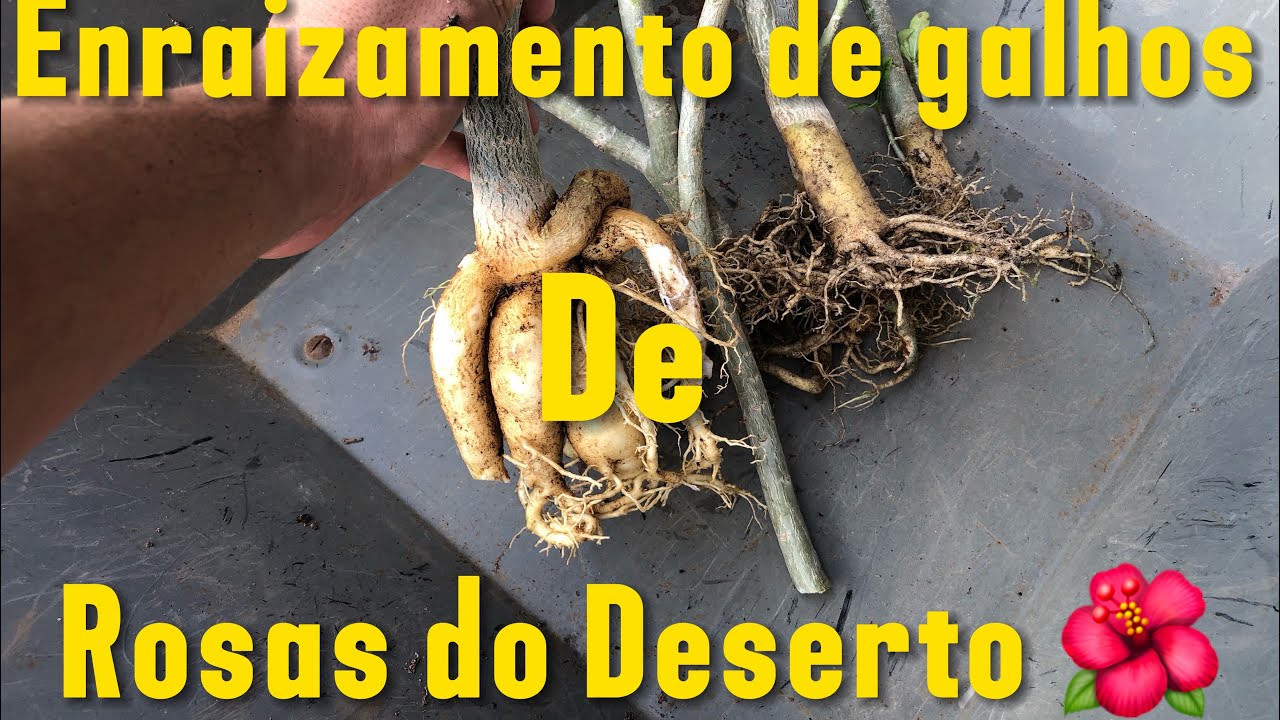 RESULTADO DE ENRAIZAMENTO DE GALHOS DE ROSA DO DESERTO 🌿🌺 #adenium #rosadodesertobrasil  #jardim 