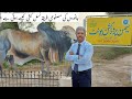 Semen Production Unit | Qadirabad, Sahiwal | Amin Hafeez