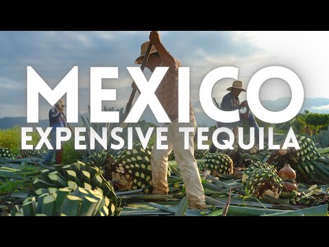 Video: 7 Najboljših Tequila Palic V Mexico Cityju