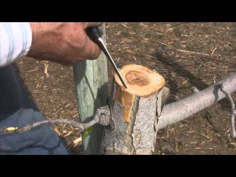 How to Bark Graft an Apple Tree