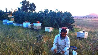 مراقبة بعض العاسلات  لخلية النحل 🐝