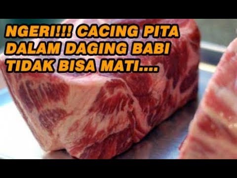 Kenapa Cacing  Pita  tak bisa mati di Daging Babi  YouTube