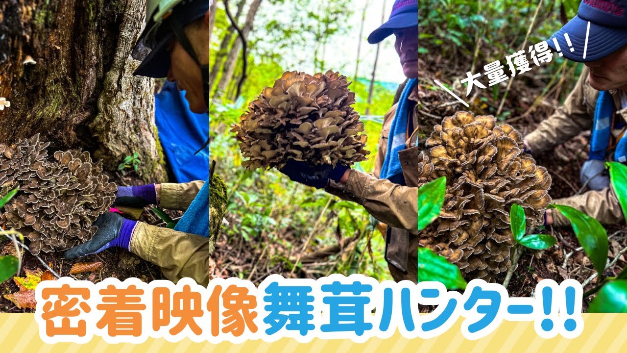 密着映像! 舞茸ハンター 【2025きのこ狩り】