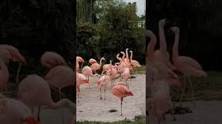 Funny flamingos quarreled #lol #nature #birds #like #nice #tiktok #shorts #haha #фламинго #2023