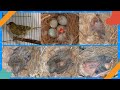 The life of a beautiful bird ,from beginning to end the crossbreeding of canaries and European green