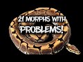 21 Ball Python Morphs with Problems!