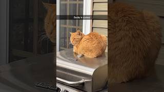 buddy is cooked
dude just wants a warm spot to lay
Become a channel member! https://www.youtube.com/c/themcmaster132/join
My PUBLIC Discord Server: https://discord.gg/9GjAv3Z9dR
My Twitter: https://twitter.com/TheMCMaster132
My Instagram: https://www.instagram.com/mchunt132/
My Twitch: https://www.twitch.tv/themcmaster132
My second channel: https://www.youtube.com/channel/UCMpHSXY0L2yKo4lYkSW2QJA
My TikTok: https://www.tiktok.com/@mchunt132
#cat #cats #catvideos #shorts buddy is cooked