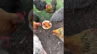 Do Chickens Eat Peaches????