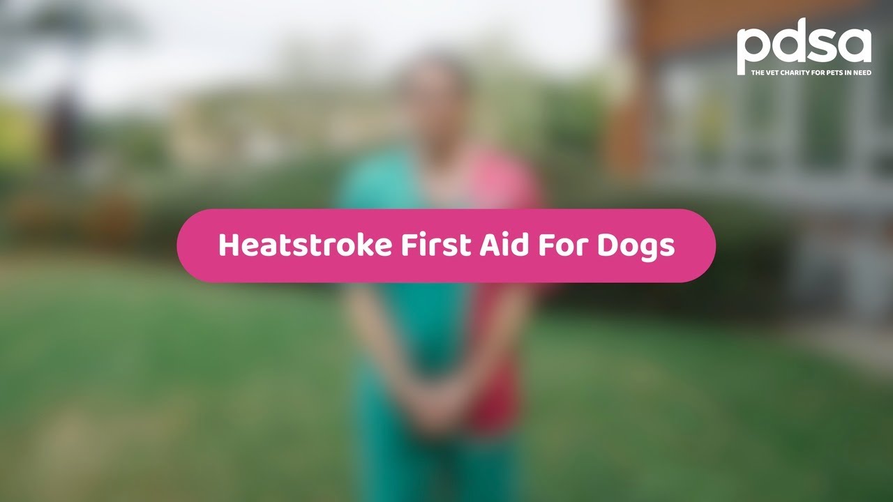 Heatstroke First Aid For Dogs Pet Health Advice YouTube