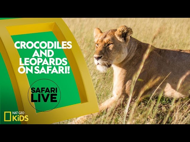 Crocodiles and Leopards on Safari! | Safari Live - YouTube Crocodiles and Leopards on Safari! | Safari Live - YouTube