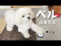 【ドッキリ】犬が突然教えていないベルを鳴らすを覚えていたらパパは驚くのか？【マルチーズ】