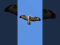 Double Buzzards