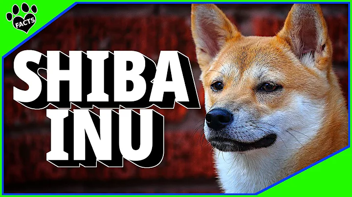 Shiba Inu Japanese Dogs 101: Japan's Oldest and Most Unique Dog Breed - DayDayNews